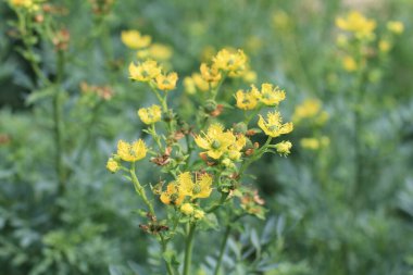 Şifalı bitki, arka plan...