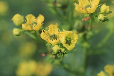 Şifalı bitki, arka plan...
