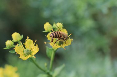Şifalı bitki, arka plan...