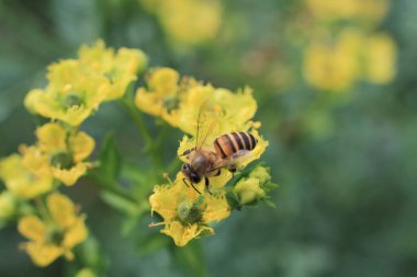 Şifalı bitki, arka plan...