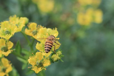 Şifalı bitki, arka plan...