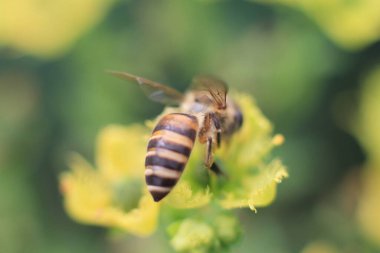 Şifalı bitki, arka plan...