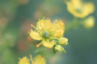 Şifalı bitki, arka plan...