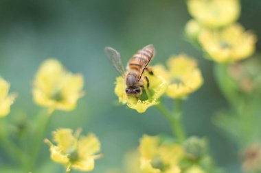 Şifalı bitki, arka plan...