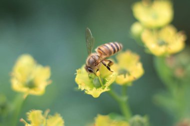 Şifalı bitki, arka plan...