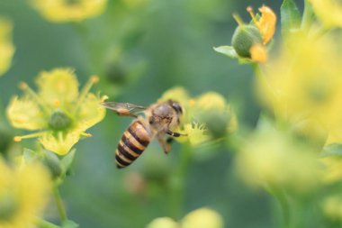 Şifalı bitki, arka plan...