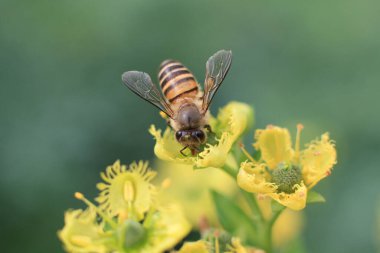 Şifalı bitki, arka plan...