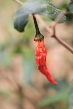 Kırmızı biber, doğa konsepti.