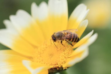 Beyaz ve sarı bir papatya, doğanın arka planı.