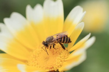 Beyaz ve sarı bir papatya, doğanın arka planı.