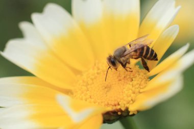 Beyaz ve sarı bir papatya, doğanın arka planı.