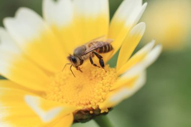 Beyaz ve sarı bir papatya, doğanın arka planı.