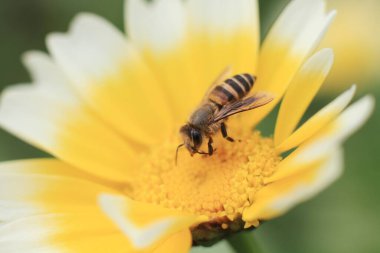 Beyaz ve sarı bir papatya, doğanın arka planı.