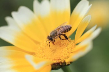 Beyaz ve sarı bir papatya, doğanın arka planı.