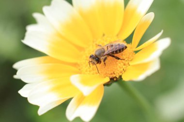 Beyaz ve sarı bir papatya, doğanın arka planı.