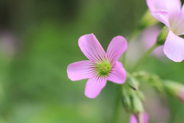 31 Mart 2012 Güzel mor orkide çiçeği bahar bahçesinde çiçek açtı 