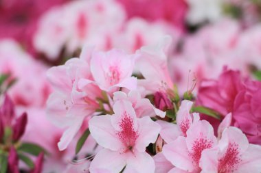 31 Mart 2012 Güneyde Azaleas çiçek açıyor, doğa konsepti