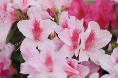 31 Mart 2012 Güneyde Azaleas çiçek açıyor, doğa konsepti