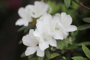 31 Mart 2012 Güneyde Azaleas çiçek açıyor, doğa konsepti