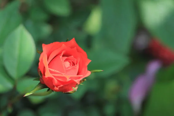 Ranunculus Rosa Blüten Nahaufnahme Hintergrund — Stockfoto