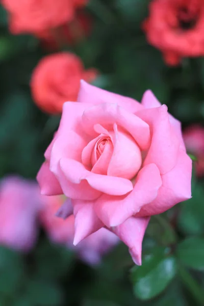 Las Flores Ranunculus Rosadas Cierran Fondo —  Fotos de Stock