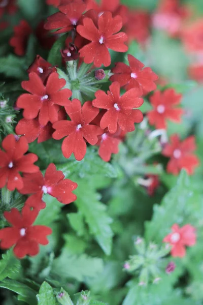 Nahaufnahme Trieb Der Rot Gefärbten Herbst Phlox Pflanze — Stockfoto