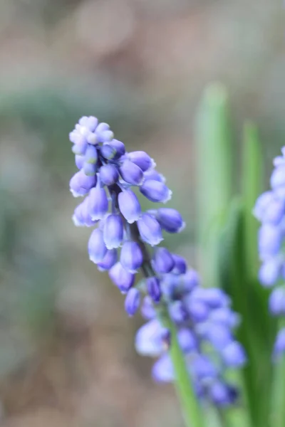 Narcisos Flores Campana Azul Jacinto Uva —  Fotos de Stock