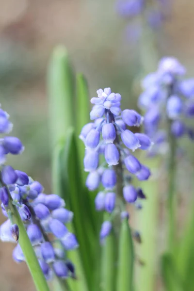 Narcisos Flores Campana Azul Jacinto Uva —  Fotos de Stock