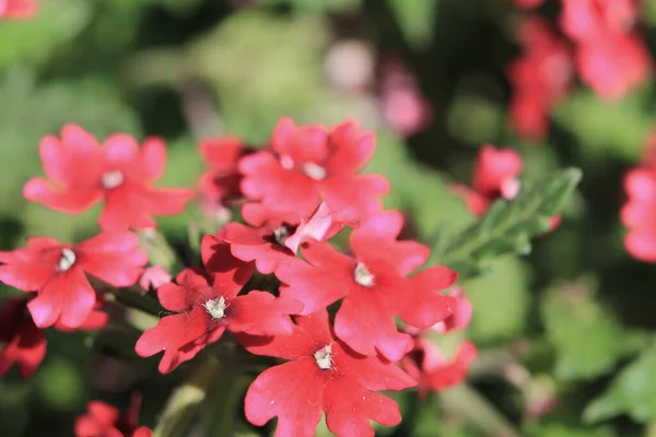 Nahaufnahme Trieb Der Rot Gefärbten Herbst Phlox Pflanze — Stockfoto