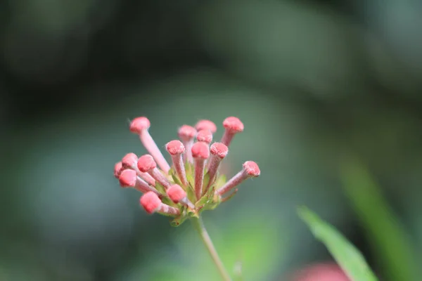 Çiçek Kafanın Yakın Çekimi Doğa Görüntüsü — Stok fotoğraf