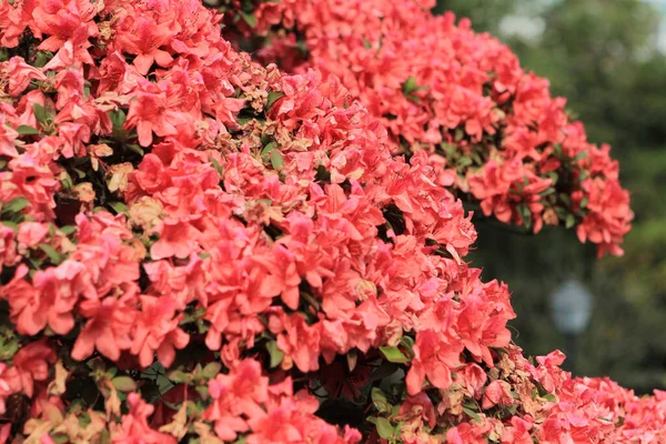 Rhododendron Und Azaleen Das Ist Ein Azalenstrauch Meinem Vorgarten — Stockfoto