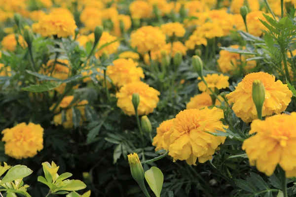 Marigold Yellow Flower Leaf Background — Stock Photo, Image