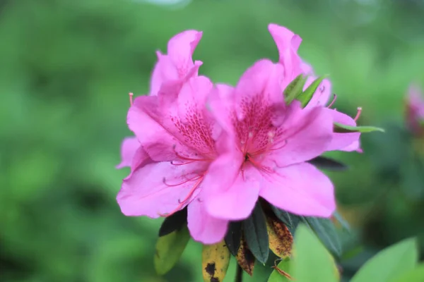 Március 2012 Azaleas Virágzik Déli Természet Koncepció — Stock Fotó