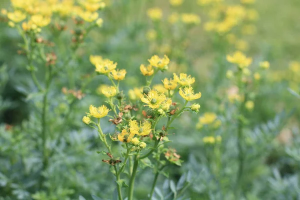 Medicinal Plant Nature Back Ground — Stock Photo, Image