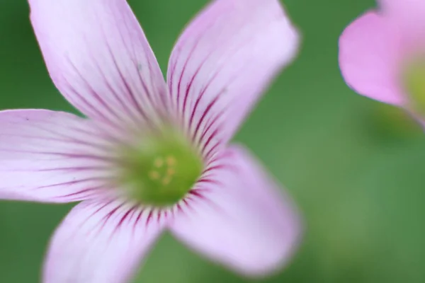 stock image 31 March 2012 Beautiful purple orchid flower plant blossom in spring garden 