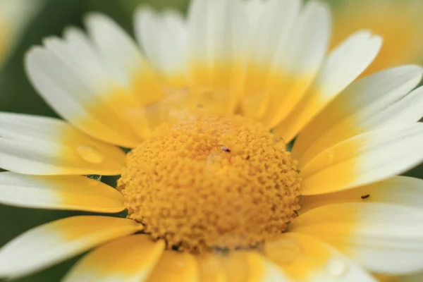 Nahaufnahme Eines Weißen Und Gelben Gänseblümchens Die Natur Hintergrund — Stockfoto