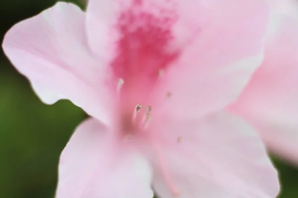 Březen 2012 Azaleas Kvetoucí Jihu Přírodní Koncept — Stock fotografie