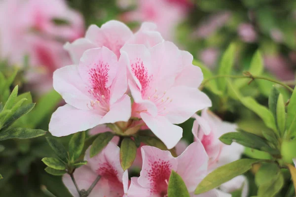 Marzo 2012 Azaleas Floreciendo Sur Concepto Naturaleza — Foto de Stock