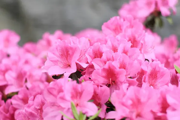 March 2012 Azaleas Blooming South Nature Concept — Stock Photo, Image