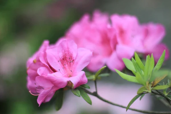 stock image 31 March 2012 Azaleas blooming in the south,  the nature concept