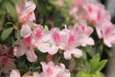 Bahar bahçesindeki güzel rhododendron.