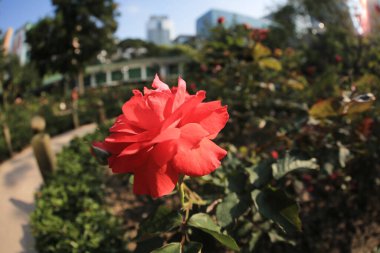 22 Nisan 2012 Ranunculus çiçekleri yakın plan arkaplanı