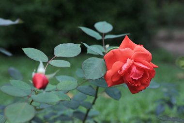 22 Nisan 2012 Ranunculus çiçekleri yakın plan arkaplanı