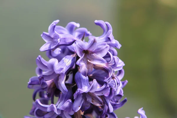 Mars 2012 Champ Fleurs Violettes Avec Une Faible Profondeur — Photo