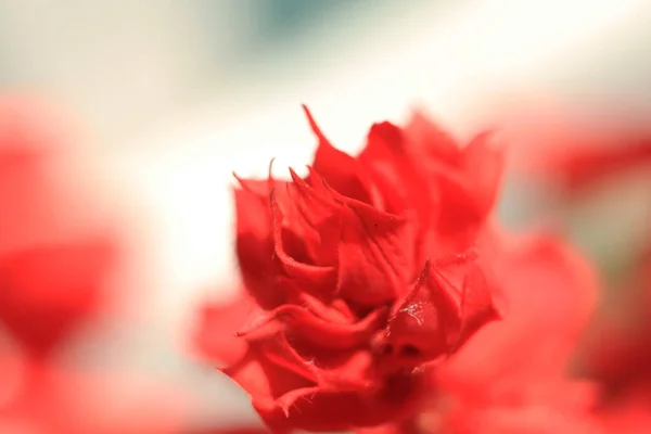 Březen 2012 Pole Červených Květin Zblízka Květiny — Stock fotografie