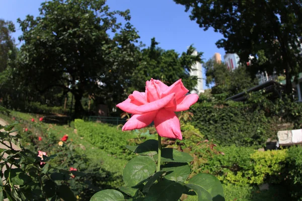 Abril 2012 Ranunculus Rosa Flores Primer Plano Fondo — Foto de Stock
