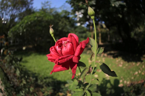 Abril 2012 Ranunculus Rosa Flores Primer Plano Fondo — Foto de Stock