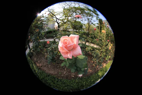 Απριλίου 2012 Ranunculus Τριαντάφυλλο Λουλούδια Γκρο Πλαν Φόντο — Φωτογραφία Αρχείου