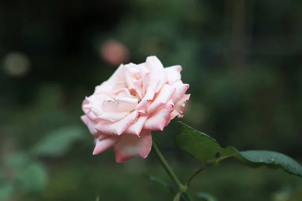 Avril 2012 Ranunculus Rose Fleurs Close Fond — Photo