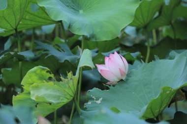 a Lotus flower and Lotus flower plants